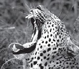 Leopard hunting