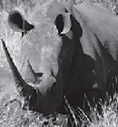 Rhino