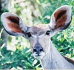 Kudu