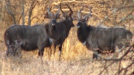 Young Njala Bulls