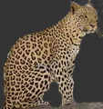Leopard - bigfive