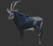 sable antelope