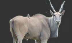Hunting Eland