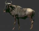 wildebeest