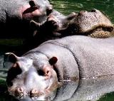 Otters den river Lodge